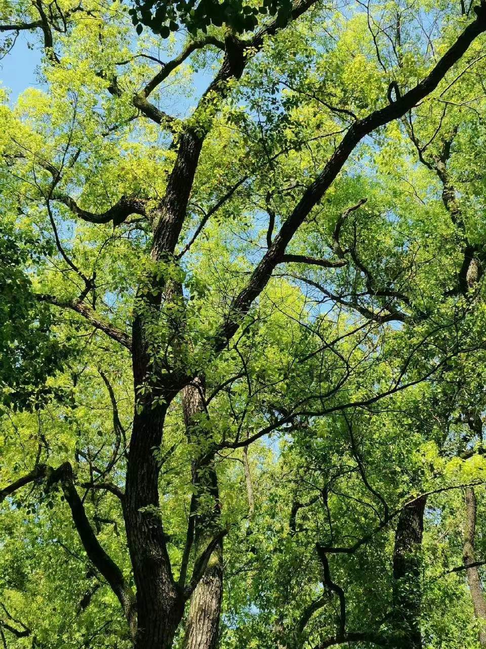 留学